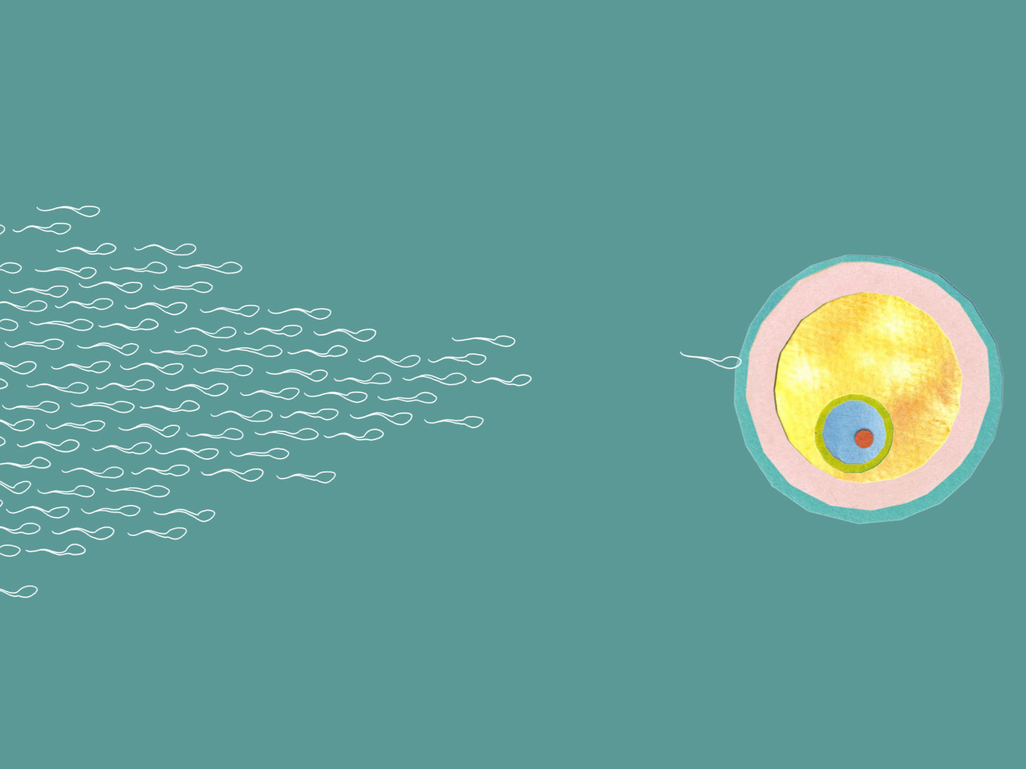 illustration of sperm and an egg