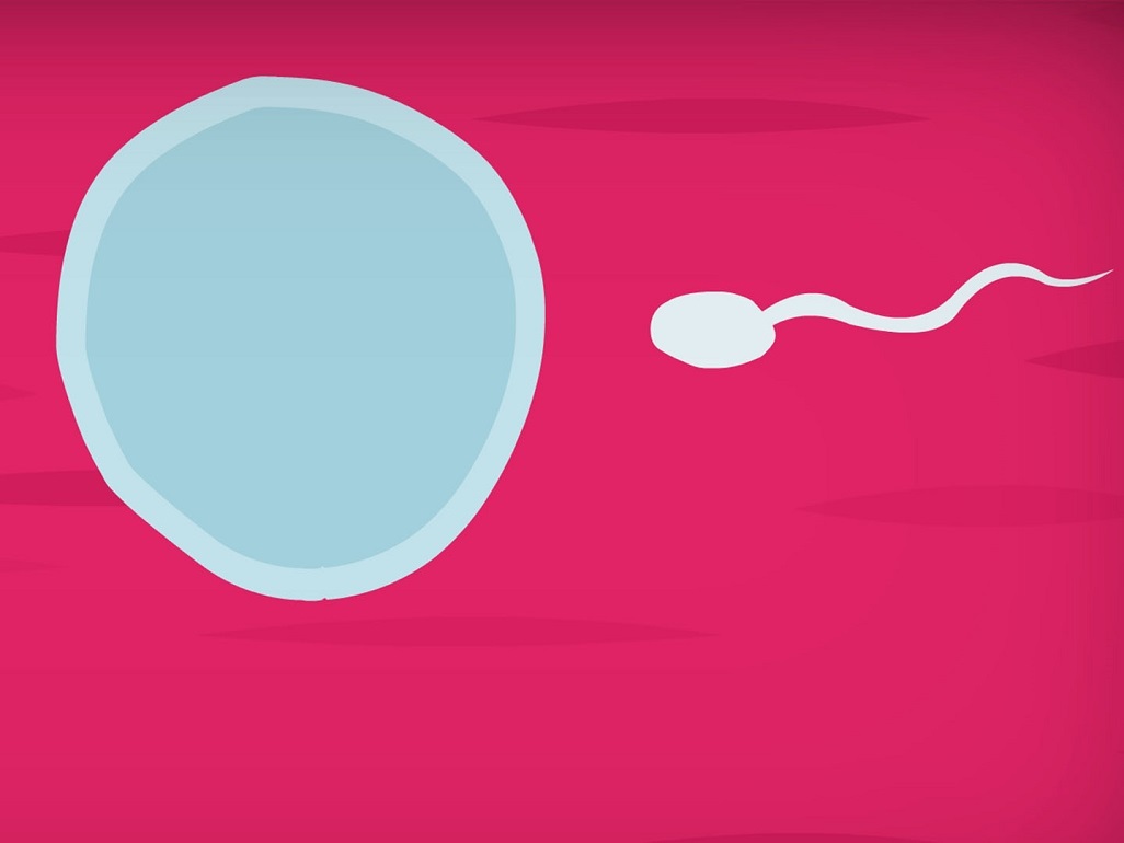 cartoon image of round egg and an approaching sperm, which is smaller, round, with a long tail