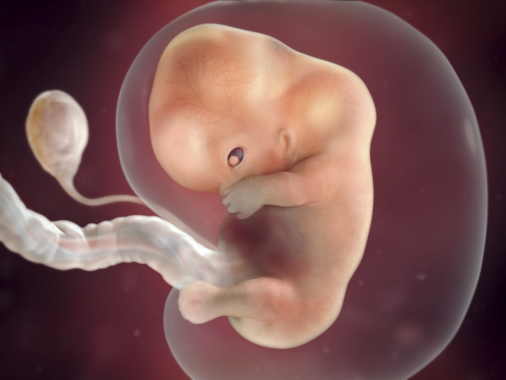 baby with tiny tooth buds